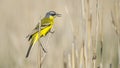 Yellow wagtail bird resting on a twig in a sunny summer day