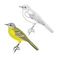 Yellow wagtail bright beautiful cute bird