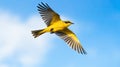 Yellow wagtail flying against blue sky