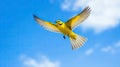 Yellow wagtail flying against blue sky