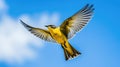 Yellow wagtail flying against blue sky