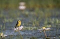 The Yellow wagtail on lotus flower