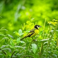 Yellow Wagtail (Motacilla alba) in the forest AI generated