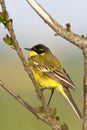 Yellow Wagtail Motacilla flava Royalty Free Stock Photo