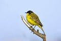 Yellow Wagtail Motacilla flava Royalty Free Stock Photo
