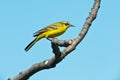 Yellow Wagtail, Motacilla flava Royalty Free Stock Photo