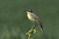 Yellow Wagtail Motacilla flava