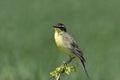 Yellow Wagtail Motacilla flava