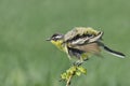 Yellow Wagtail Motacilla flava