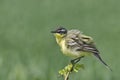 Yellow Wagtail Motacilla flava