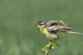 Yellow Wagtail Motacilla flava