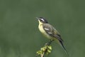 Yellow Wagtail Motacilla flava