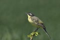 Yellow Wagtail Motacilla flava