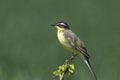 Yellow Wagtail Motacilla flava