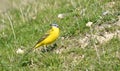 Yellow Wagtail Motacilla flava dombrowski