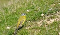 Yellow Wagtail Motacilla flava dombrowski