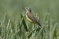 Yellow wagtail, Motacilla flava