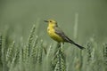 Yellow wagtail, Motacilla flava