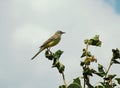 Yellow wagtail on a tree branch against the sky. Royalty Free Stock Photo