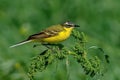 Yellow Wagtail Motacilla flava