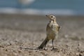 Yellow Wagtail Motacilla flava