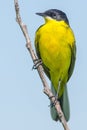 Yellow Wagtail Motacilla flava