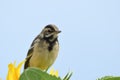 Yellow Wagtail Motacilla flava