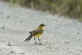 Yellow Wagtail Motacilla flava