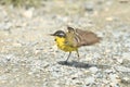 Yellow Wagtail Motacilla flava