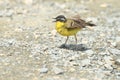 Yellow Wagtail Motacilla flava