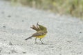 Yellow Wagtail Motacilla flava