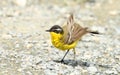 Yellow Wagtail Motacilla flava