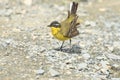 Yellow Wagtail Motacilla flava