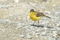 Yellow Wagtail Motacilla flava