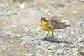 Yellow Wagtail Motacilla flava