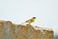 Yellow Wagtail Motacilla flava