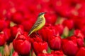 Yellow Wagtail on a red tulip