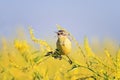 Yellow Wagtail sings the song on the bright summer meadow Royalty Free Stock Photo