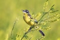 Yellow Wagtail sings the song on the bright summer meadow