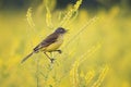 yellow Wagtail sings the song on the bright summer meadow Royalty Free Stock Photo