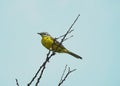 A yellow wagtail sits on a branch of a withered tree. Royalty Free Stock Photo