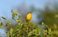 A yellow wagtail sits on the crown of a tree Royalty Free Stock Photo