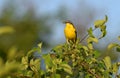 A yellow wagtail sits on the crown of a tree Royalty Free Stock Photo