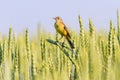 Yellow wagtail sitting on ears of wheat