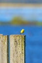 Yellow wagtail sitting on a wooden fence Royalty Free Stock Photo