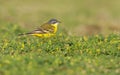 Yellow Wagtail Species Eilat Royalty Free Stock Photo