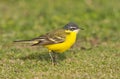 Yellow Wagtail (sub)species Eilat Royalty Free Stock Photo