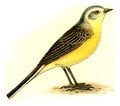 Yellow Wagtail, vintage engraving