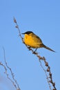 Yellow wagtail warble Royalty Free Stock Photo