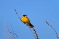 Yellow wagtail warble Royalty Free Stock Photo